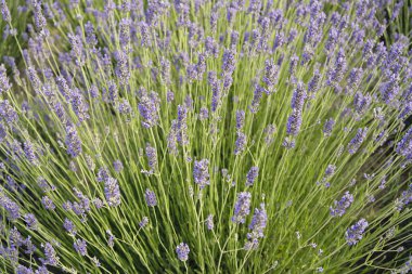 Güzel lavanta alanları kırsal mavi gökyüzü altında.