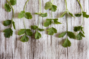 taze kişniş veya Beyaz ahşap zemin üzerinde kişniş