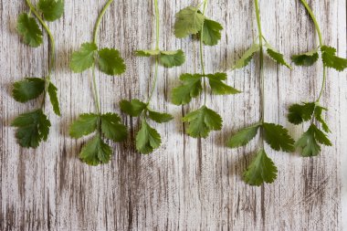 taze kişniş veya Beyaz ahşap zemin üzerinde kişniş