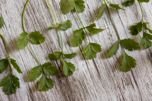 Fresh coriander or cilantro on white wooden background — Stock Photo, Image