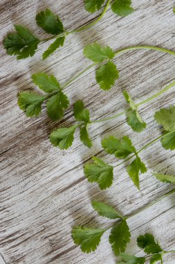 taze kişniş veya Beyaz ahşap zemin üzerinde kişniş