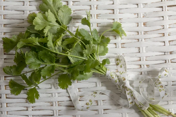 Bouquet of fresh coriander or cilantro, on background white wick — Stock Photo, Image