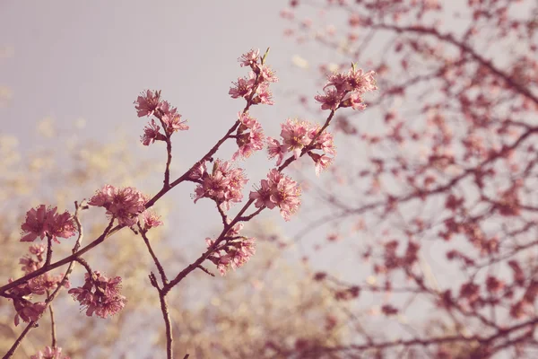 Kwitnące drzewa na polu wiosną w lesie — Zdjęcie stockowe