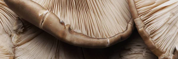 Oyster Mushroom. Food background banner. Fresh mushrooms panoramic hi-res macro shot.