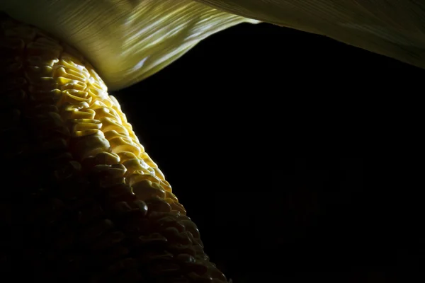 Old corn — Stock Photo, Image