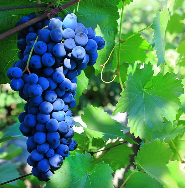 Чёрно-белый виноград — стоковое фото