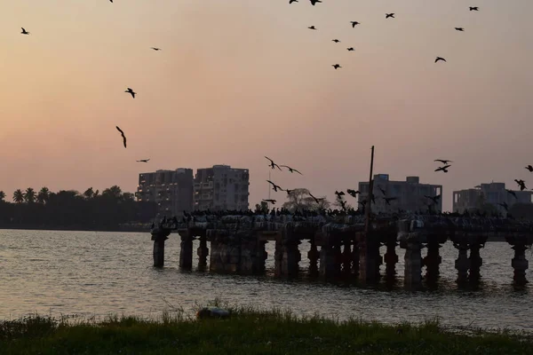 インドの都市の日没時にランカラ湖の中央にある荒廃した寺院に座っている鳥 — ストック写真