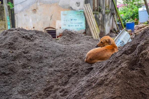 Indian Breed Aspin Dag Sitting Black Soil Starring People Indian — Stock Photo, Image