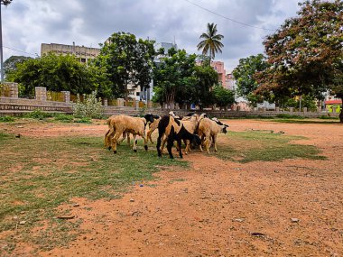 Keçi ve koyun sürüsü 