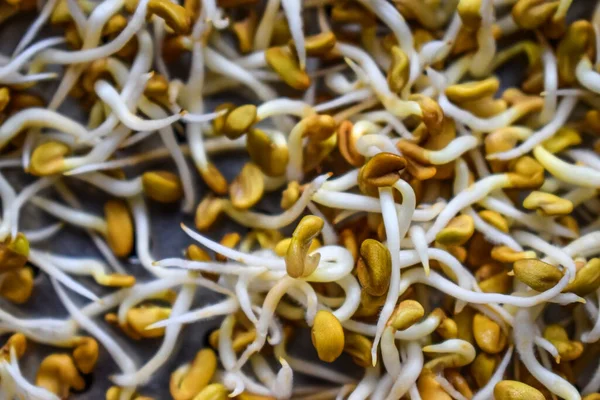 Çemen lahanası, sağlıklı ve besleyici yiyecekler..