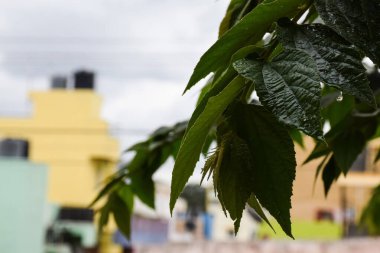 Bulanık arkaplanda yağmur damlaları olan taze yeşil yaprakları kapat.