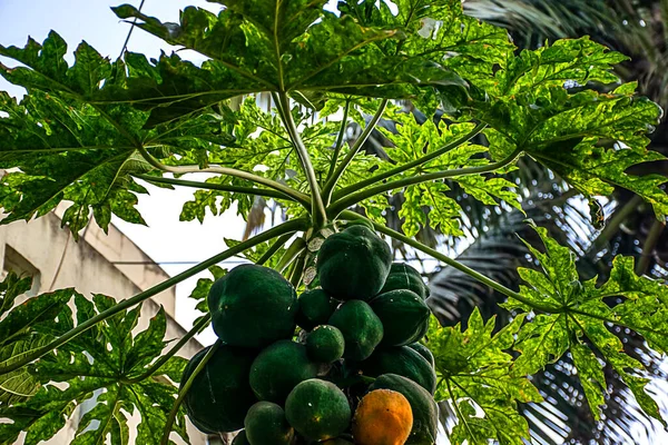 Gambar Alam Segar Buah Pepaya Organik Pohon — Stok Foto