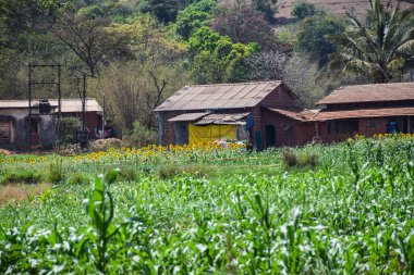 Kolhapur kenti Maharashtra Hindistan 'da yaz mevsiminde ayçiçeği tarımsal arazisiyle çevrili bir Hint kırsal ya da köy ya da kırsal evleri tamamen odaklanmıştır..