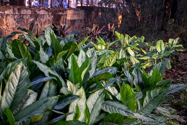 Kolhapur şehrinin maharashtra Hindistan bahçesinde, parlak güneş ışığı altında beyaz ve yeşil aglaonema yaprakları bulunan taze ve yeşil bir Çin süsleme bitkisinin stok fotoğrafı. nesneye odaklan.