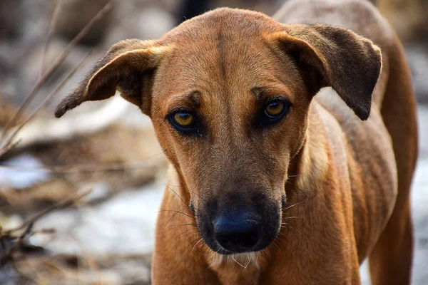 Stock Photo Hungry Innocent Brown Color Street Dog Roaming Street — Stock Photo, Image