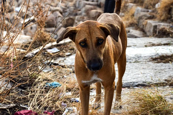 Stock Photo Hungry Innocent Brown Color Street Dog Roaming Street — Stock Photo, Image