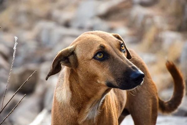 Stock Photo Hungry Innocent Brown Color Street Dog Roaming Street — Photo