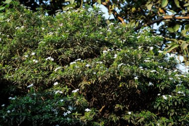 Stock photo of beautiful white color crepe jasmine flower or pinwheel flower or east Indian rose bay flower blooming in the garden area at Kolhapur Maharashtra India.