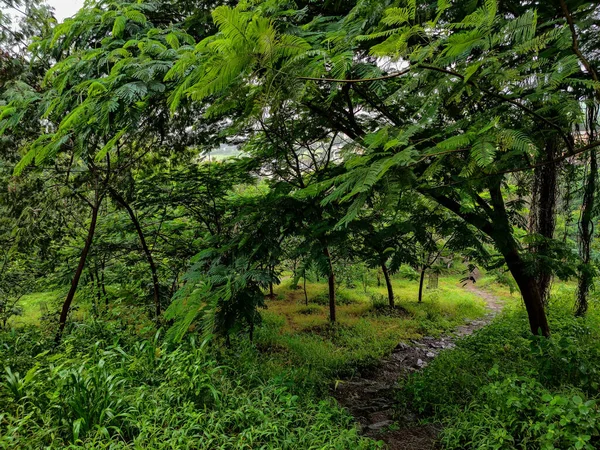 Foto Pequeño Sendero Pasarela Través Selva Tropical Cubierta Árboles Verdes —  Fotos de Stock