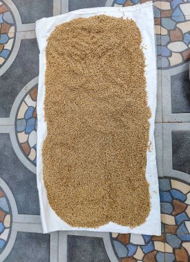 Buğday tanelerinin veya buğday tohumlarının resmi beyaz renkli plastik kağıt veya torbaya yayılır ve Kolhapur, Maharashtra, Hindistan 'da kurutulmak üzere güneş ışığı altında tutulur..