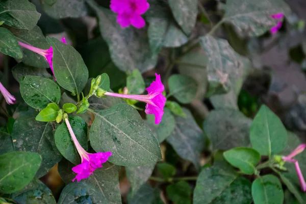 Stock Photo Beautiful Pink Color Mirabilis Jalapa Flower Also Called — Stock Photo, Image