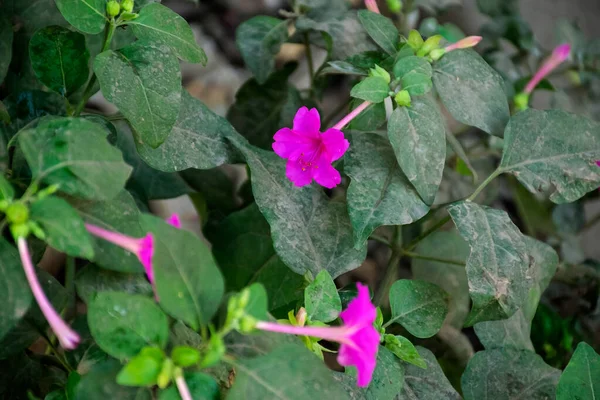Güzel pembe mirabilis jalapa çiçeğinin stok fotoğrafı ayrıca saat dört çiçeği ya da bulanık arkaplanlı yeşil yapraklı çiçek gecesi güzelliği olarak da bilinir..