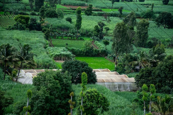 Photo Stock Terres Agricoles Indiennes Serre Milieu Ferme Plantes Couvertes — Photo