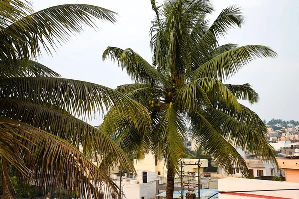 Foto Stock Hermosa Palmera Cocotero Zona Residencial Kolhapur Maharashtra India —  Fotos de Stock