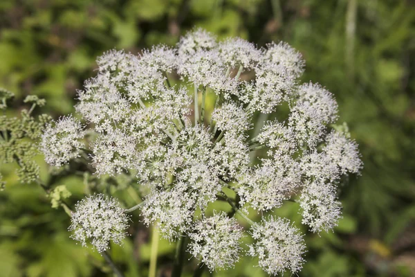 Sommerwildblumen — Stockfoto