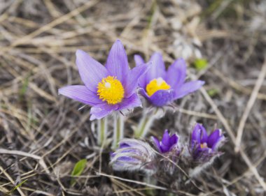 kırmızı kitap çiçekleri