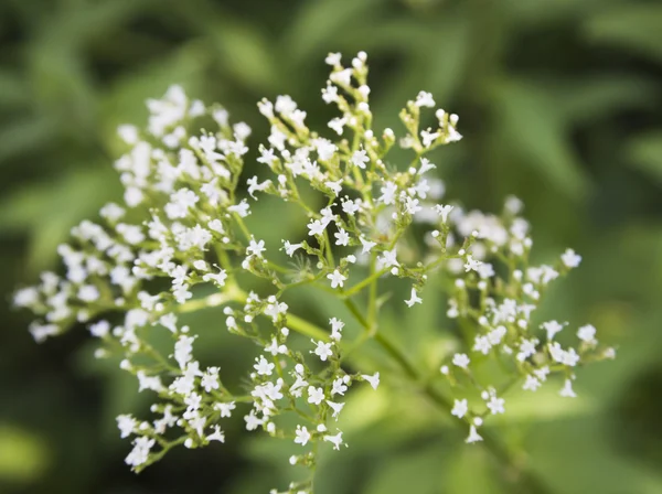 Sommerwildblumen — Stockfoto