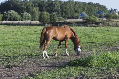 Güzel su kuyusu-damat at üzerinde yeşil bir alana