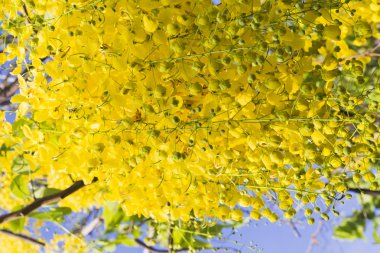 duş altın ağaç, Tayland Ulusal çiçeği çiçek