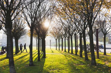 gün batımında sonbahar ağaçlar 