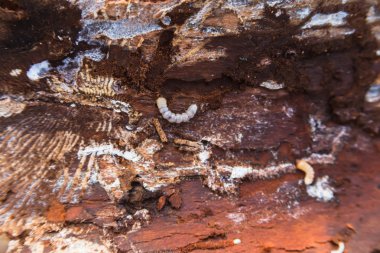 çam ağacı böceği