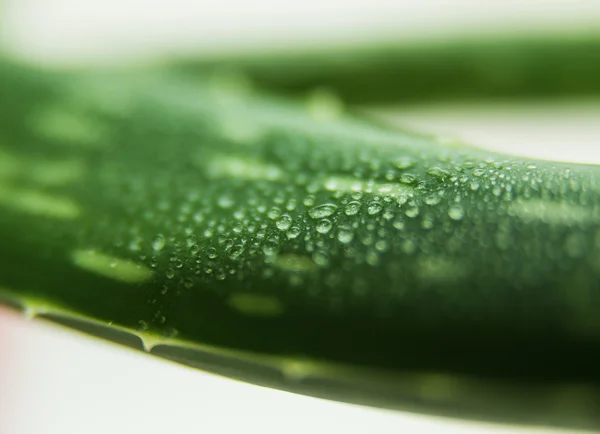 Aloe vera — Foto de Stock