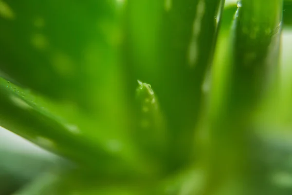 Aloe vera — Photo