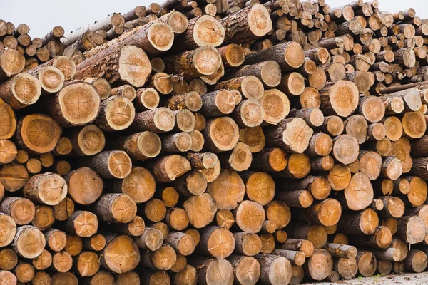 Wood — Stock Photo, Image