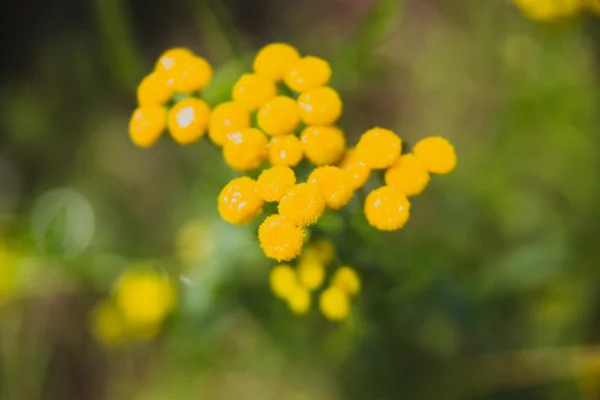 Blumen — Stockfoto