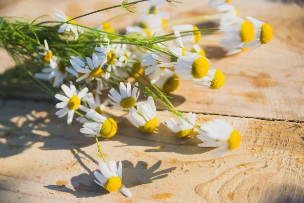 Blumen — Stockfoto