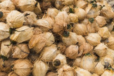 Çiftçi kadın hindistancevizi temizler