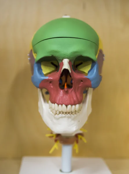 Lay-out schedel anatomie door kleur — Stockfoto