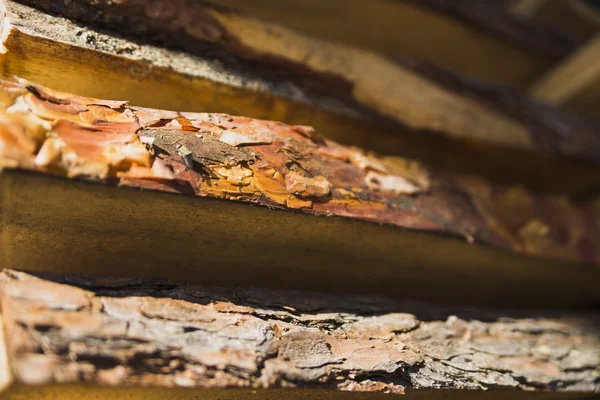 Mercado de construcción textura árbol al aire libre en un pueblo —  Fotos de Stock