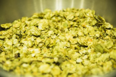 Bira taze bira için yeşil atlama