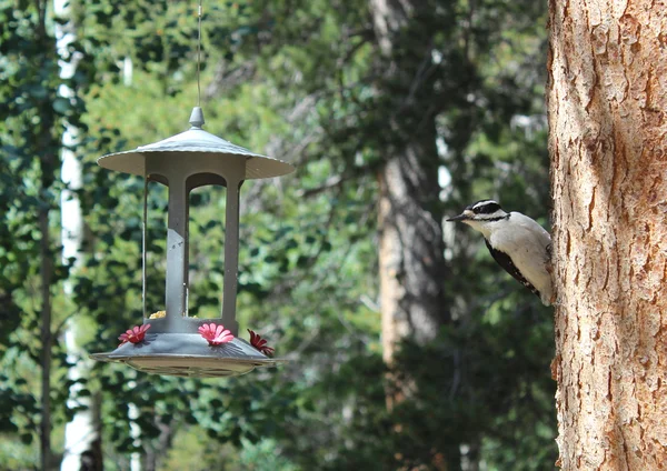 Hairy Woodpecker — Stock Photo, Image