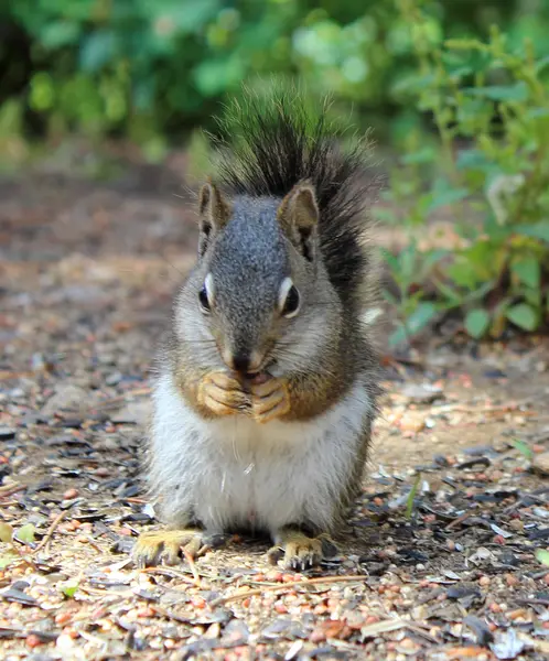 Squirrel — Stock Photo, Image