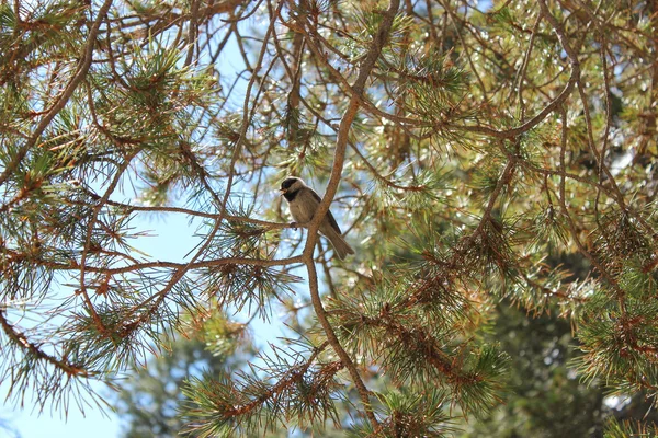 Mountain Chickadee Bird — Stock Photo, Image