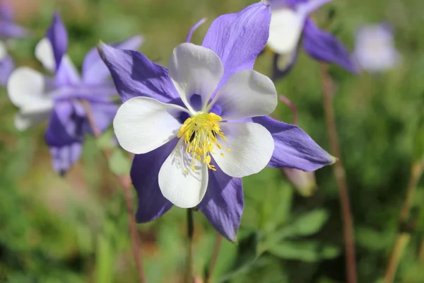 Flor de Columbine Colorado — Fotografia de Stock