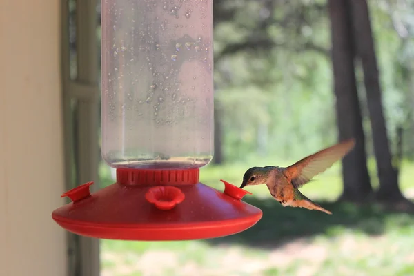 Broad Tailed Hummingbird — Stock Photo, Image