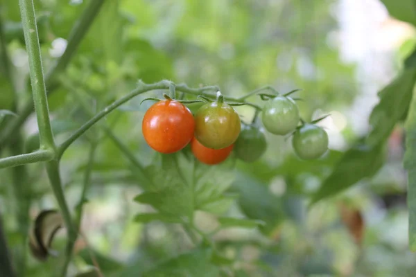 Tomates na videira — Fotografia de Stock